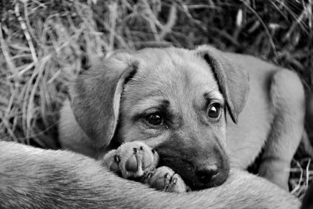Idézet: Házi kedvenc Fotó: Kiss Viktor